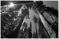 Sun and forest of Giant Sequoia trees. Yosemite National Park ( black and white)