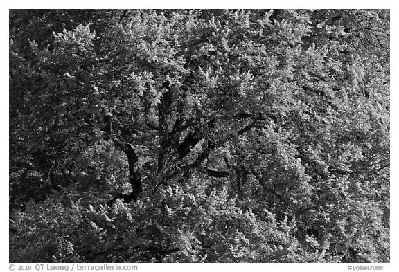 Elm Tree, summer. Yosemite National Park (black and white)