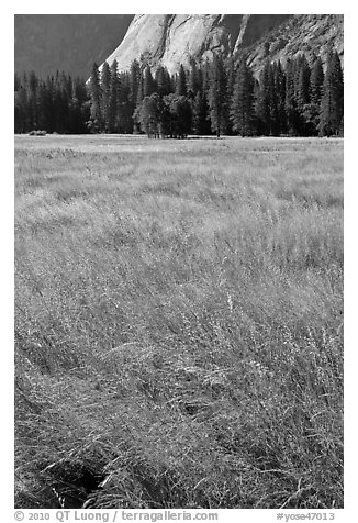 Summer grasses, Ahwanhee Meadow. Yosemite National Park (black and white)
