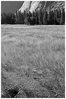 Summer grasses, Ahwanhee Meadow. Yosemite National Park ( black and white)
