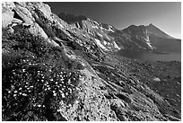 Wildflowers on slope, Upper McCabe Lake and Sheep Peak. Yosemite National Park ( black and white)