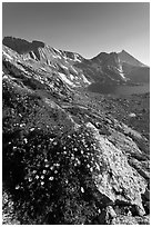 Wildflowers on slope, Sheep Peak and Upper McCabe Lake. Yosemite National Park ( black and white)