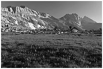 Meadow with summer flowers, North Peak crest. Yosemite National Park ( black and white)