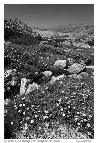 Wildflowers at McCabe Pass. Yosemite National Park (black and white)