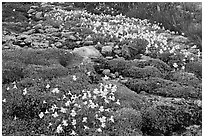 Alpine flowers and stream. Yosemite National Park ( black and white)