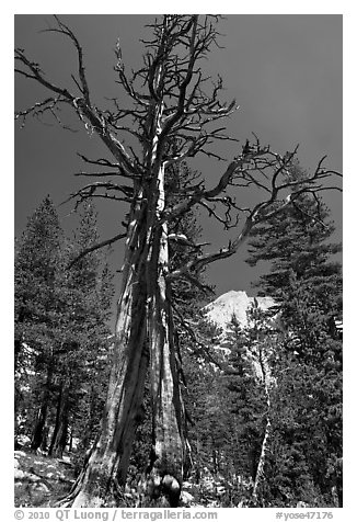 Standing pine skeleton. Yosemite National Park (black and white)