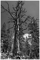 Standing pine skeleton. Yosemite National Park ( black and white)