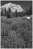 Flowers, forest, and peak. Yosemite National Park, California, USA. (black and white)