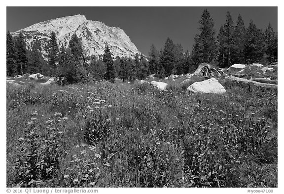 Flowers, pine trees, and mountain. Yosemite National Park (black and white)