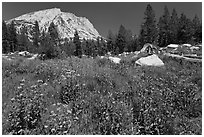 Flowers, pine trees, and mountain. Yosemite National Park, California, USA. (black and white)