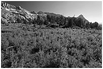 Lupine below Ragged Peak range. Yosemite National Park, California, USA. (black and white)