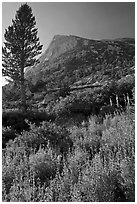 Backlit wildflowers, pine tree, and peak. Yosemite National Park, California, USA. (black and white)