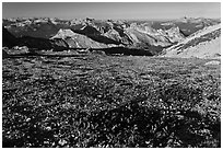 Alpine flowers and view over distant peaks, Mount Conness. Yosemite National Park ( black and white)