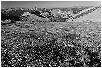 Alpine flowers and view over distant montains, Mount Conness. Yosemite National Park, California, USA. (black and white)