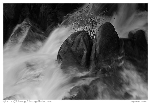 Tree on boulders surrounded by tumultuous waters, Cascade Creek. Yosemite National Park, California, USA.