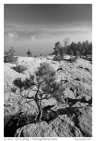 Pine sapling on Sentinel Dome. Yosemite National Park (black and white)