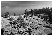 Pine sapling on Sentinel Dome, Valley in smoke. Yosemite National Park ( black and white)