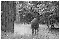 Deer with antlers. Yosemite National Park ( black and white)