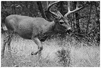Deer in autumn. Yosemite National Park ( black and white)