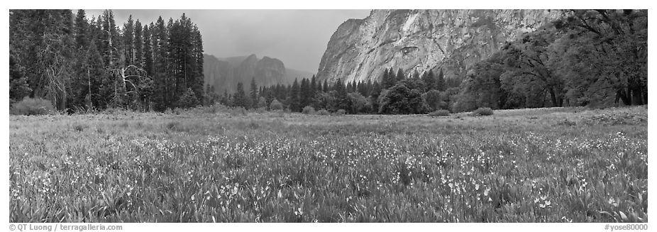 Cook Meadow, spring storm, looking towards Catheral Rocks. Yosemite National Park (black and white)