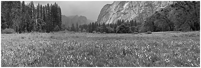 Cook Meadow, spring storm, looking towards Catheral Rocks. Yosemite National Park (Panoramic black and white)