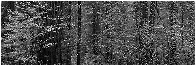 Forest with dogwood and flowers. Yosemite National Park (Panoramic black and white)