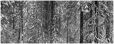 Tuolumne Grove in winter, mixed forest with snow. Yosemite National Park (Panoramic black and white)