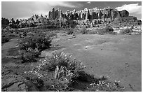 Wildflowers, sandstone pillars, Klondike Bluffs. Arches National Park ( black and white)