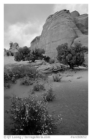 Wildflowers, sand and rocks, Klondike Bluffs. Arches National Park (black and white)