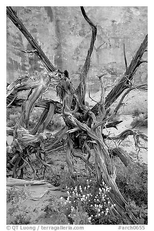 Wildflowers, Twisted tree, and sandstone wall, Devil's Garden. Arches National Park (black and white)