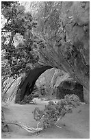 Juniper and glowing Navajo Arch, late morning. Arches National Park ( black and white)