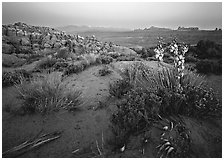 Yucca, Fiery Furnace, and La Sal Mountains, dusk. Arches National Park, Utah, USA. (black and white)