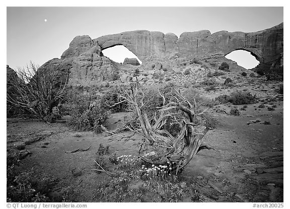 Wildflowers, dwarf tree, and Windows at sunrise. Arches National Park, Utah, USA.
