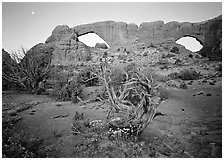 Wildflowers, dwarf tree, and Windows at sunrise. Arches National Park, Utah, USA. (black and white)