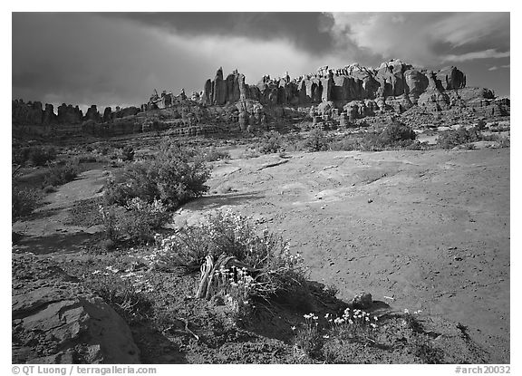 Wildflowers and rock pillars, Klondike Bluffs. Arches National Park (black and white)