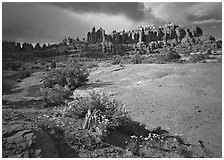 Wildflowers and rock pillars, Klondike Bluffs. Arches National Park ( black and white)