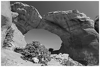 Juniper and Broken Arch. Arches National Park, Utah, USA. (black and white)
