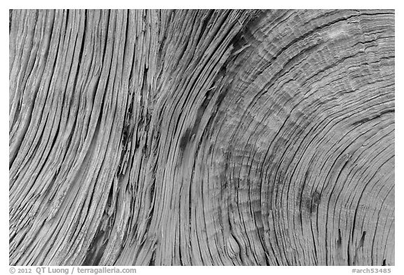 Close-up of juniper bark. Arches National Park, Utah, USA.