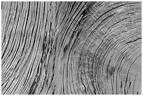 Close-up of juniper bark. Arches National Park, Utah, USA. (black and white)
