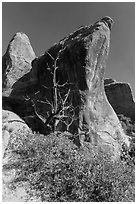 Juniper tree and fins. Arches National Park, Utah, USA. (black and white)