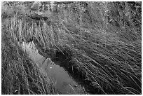 Creek and grasses flattened by water, Courthouse Wash. Arches National Park, Utah, USA. (black and white)