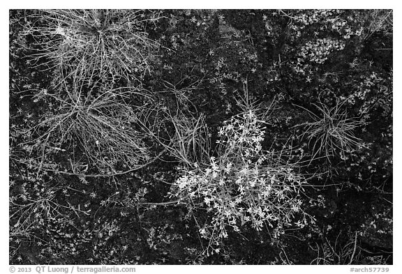 Ground view: wildflowers and mosses, Courthouse Wash. Arches National Park (black and white)