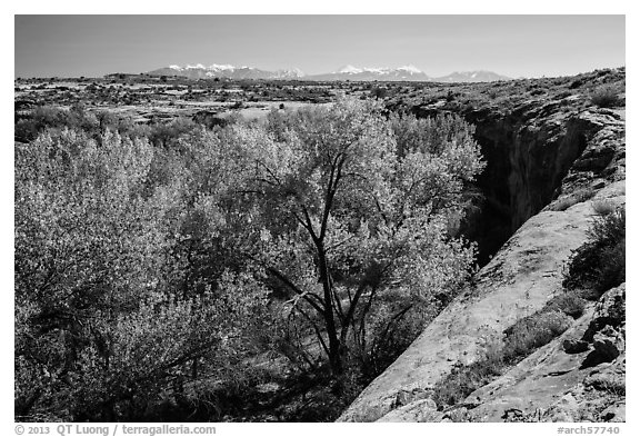 Cottonwood trees, Courthouse Wash rim, and La Sal mountains. Arches National Park (black and white)
