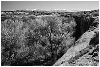 Cottonwood trees, Courthouse Wash rim, and La Sal mountains. Arches National Park, Utah, USA. (black and white)