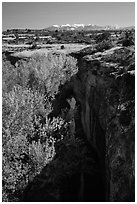 Cottonwood trees, Courthouse Wash creek and cliffs, La Sal mountains. Arches National Park, Utah, USA. (black and white)