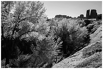 Cottonwoods in fall, Courthouse Wash and Towers. Arches National Park, Utah, USA. (black and white)