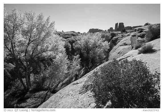 Bush and cottonwoods in autumn, Courthouse Wash and Towers. Arches National Park (black and white)