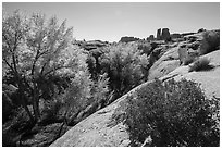 Bush and cottonwoods in autumn, Courthouse Wash and Towers. Arches National Park, Utah, USA. (black and white)