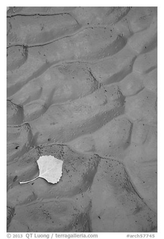 Fallen leaf and mud ripples, Courthouse Wash. Arches National Park, Utah, USA.