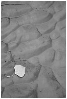 Fallen leaf and mud ripples, Courthouse Wash. Arches National Park, Utah, USA. (black and white)